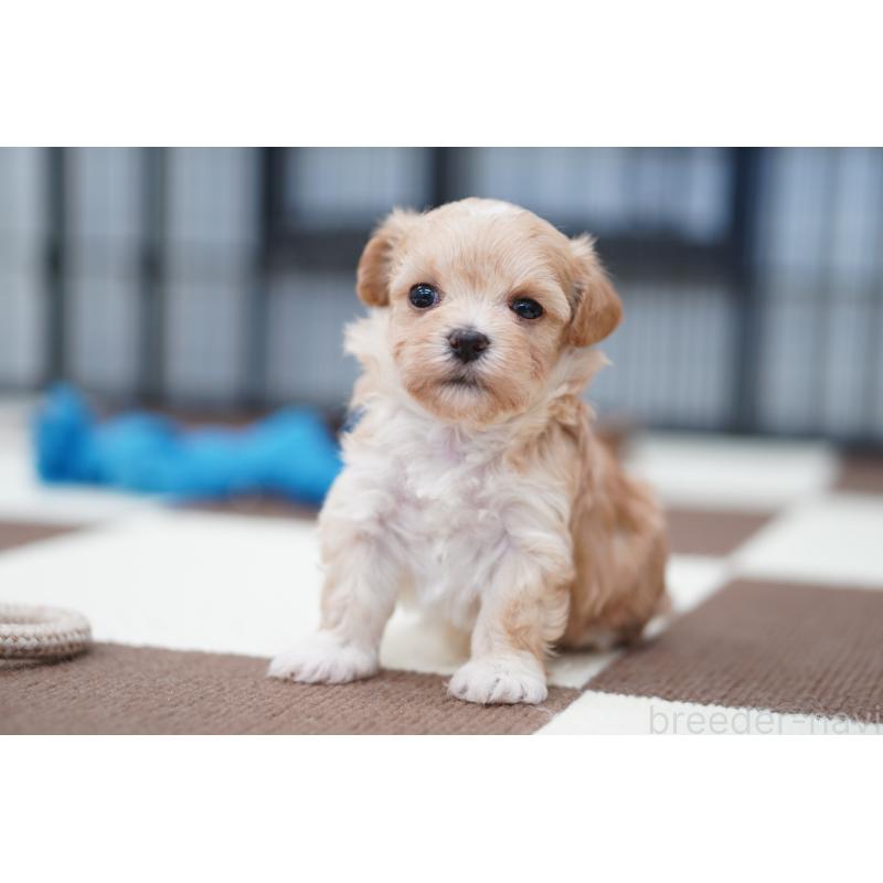 販売中の埼玉県のマルプー:マルチーズ×トイプードル-446195の2枚目