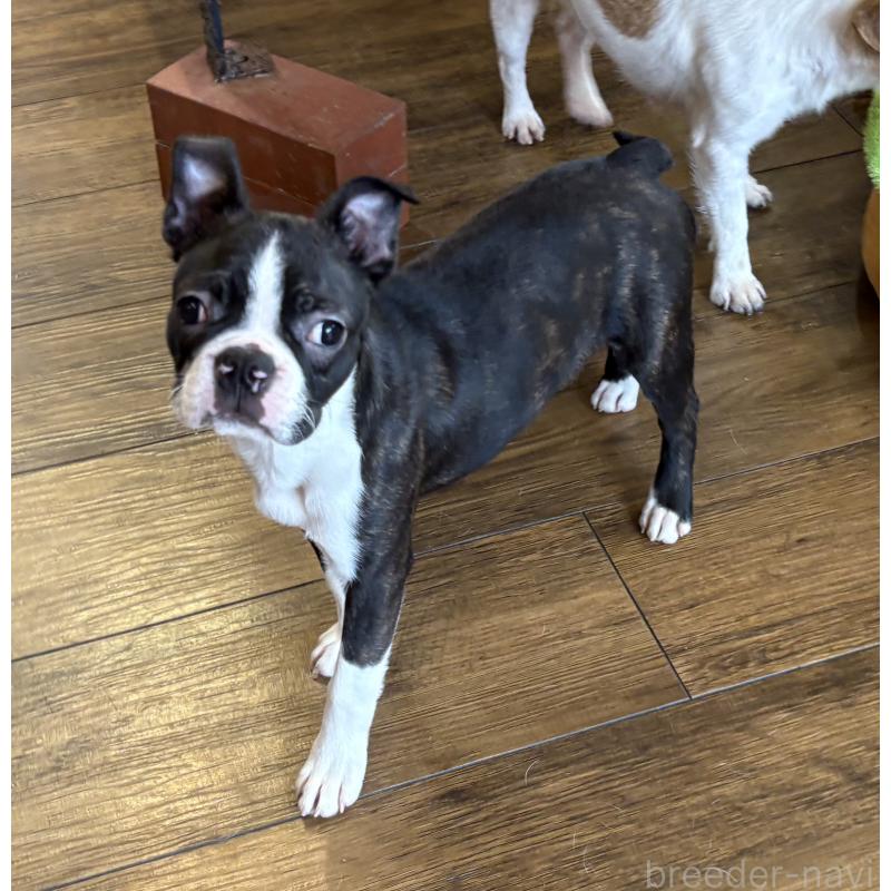 販売中の京都府のボストンテリア-427936の4枚目