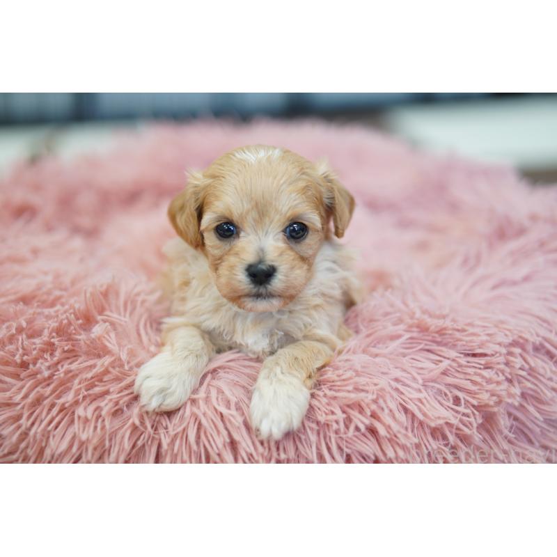 販売中の埼玉県のマルプー:マルチーズ×トイプードル-446196の4枚目