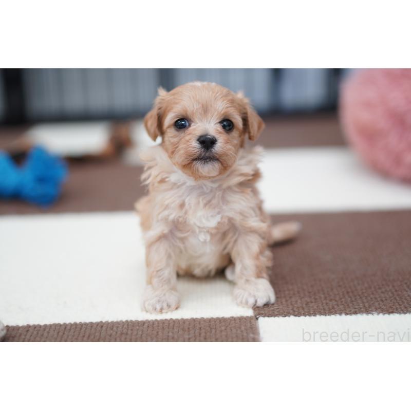 販売中の埼玉県のマルプー:マルチーズ×トイプードル-446196の3枚目