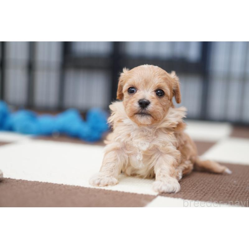 販売中の埼玉県のマルプー:マルチーズ×トイプードル-446196の2枚目