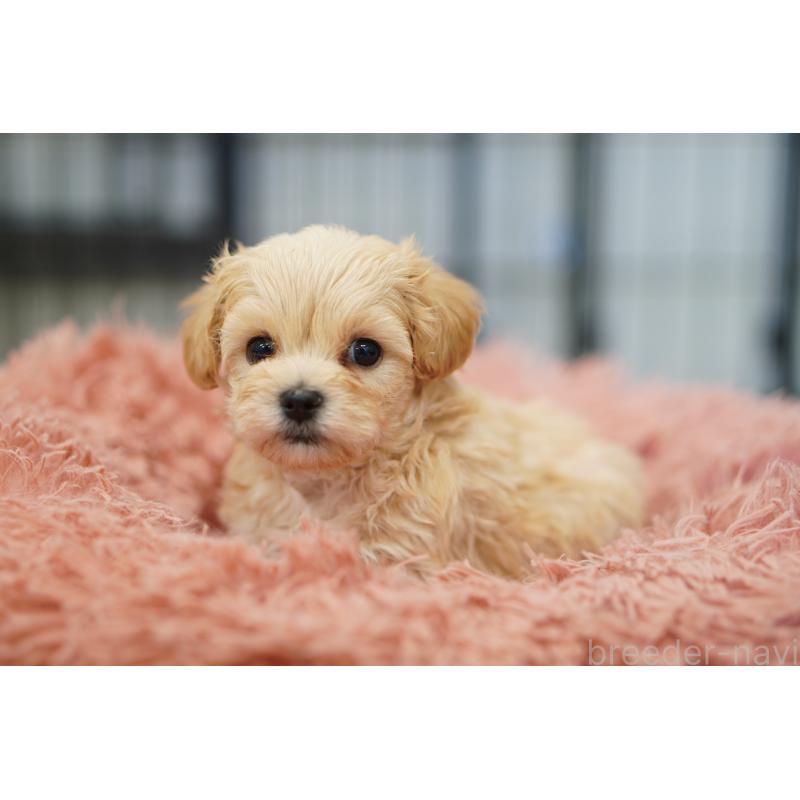 販売中の埼玉県のマルプー:マルチーズ×トイプードル-446197の5枚目