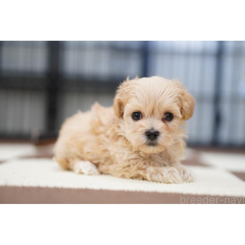 販売中の埼玉県のマルプー:マルチーズ×トイプードル-446197の4枚目