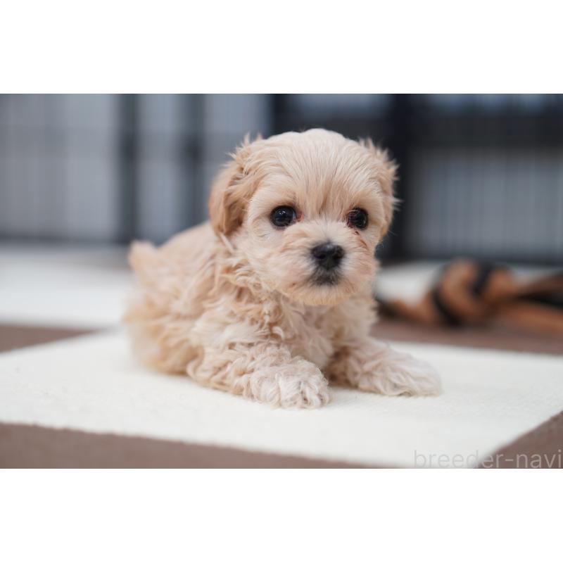 販売中の埼玉県のマルプー:マルチーズ×トイプードル-446197の3枚目