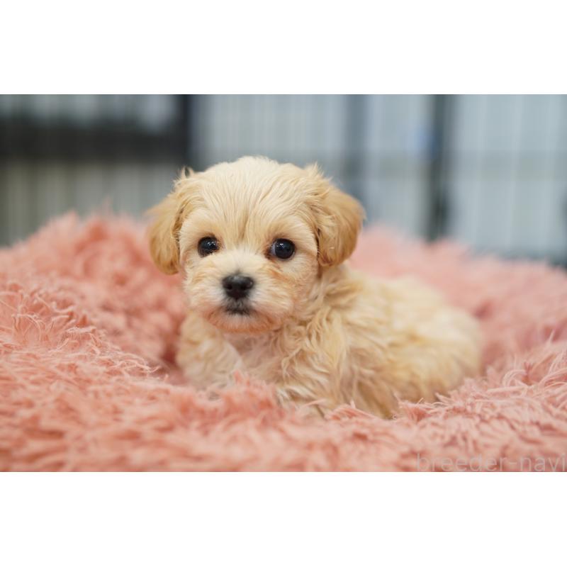 販売中の埼玉県のマルプー:マルチーズ×トイプードル-446197の2枚目