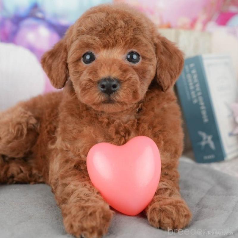 成約済の千葉県のトイプードル-446199の1枚目