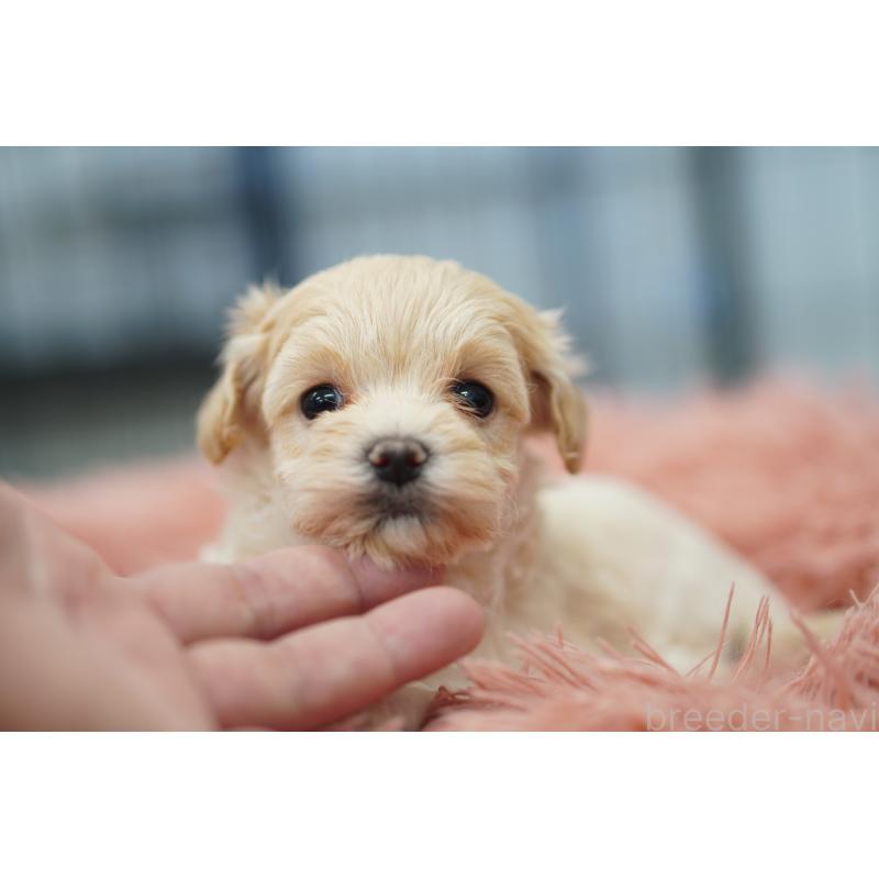 販売中の埼玉県のマルプー:マルチーズ×トイプードル-446200の5枚目