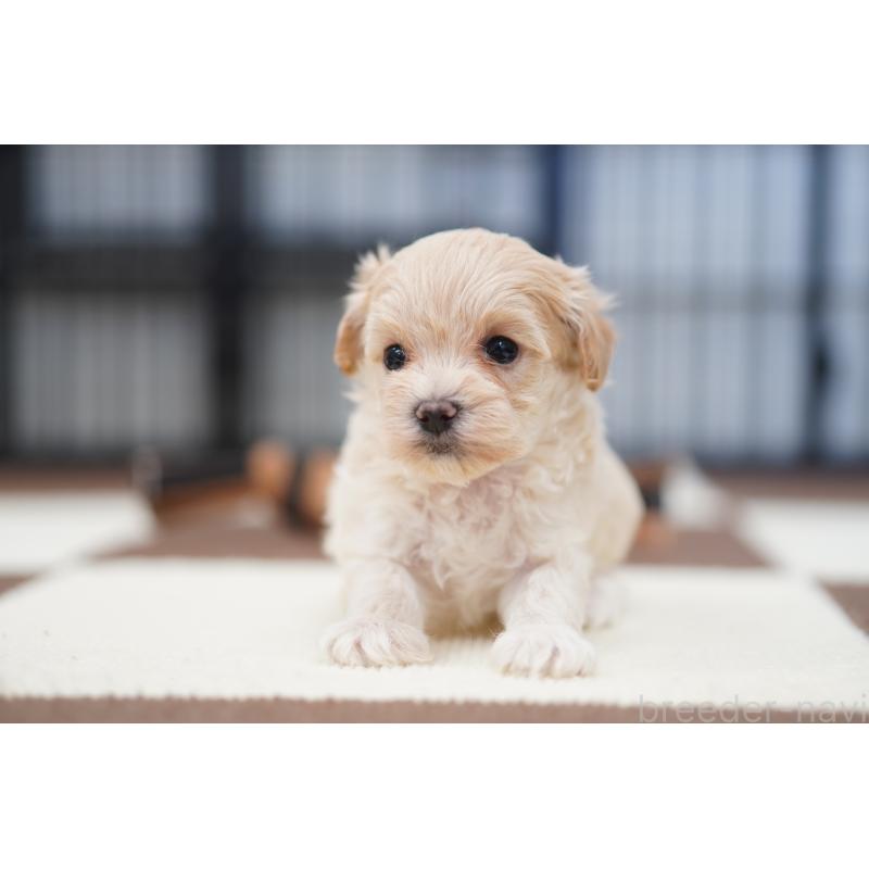 販売中の埼玉県のマルプー:マルチーズ×トイプードル-446200の4枚目