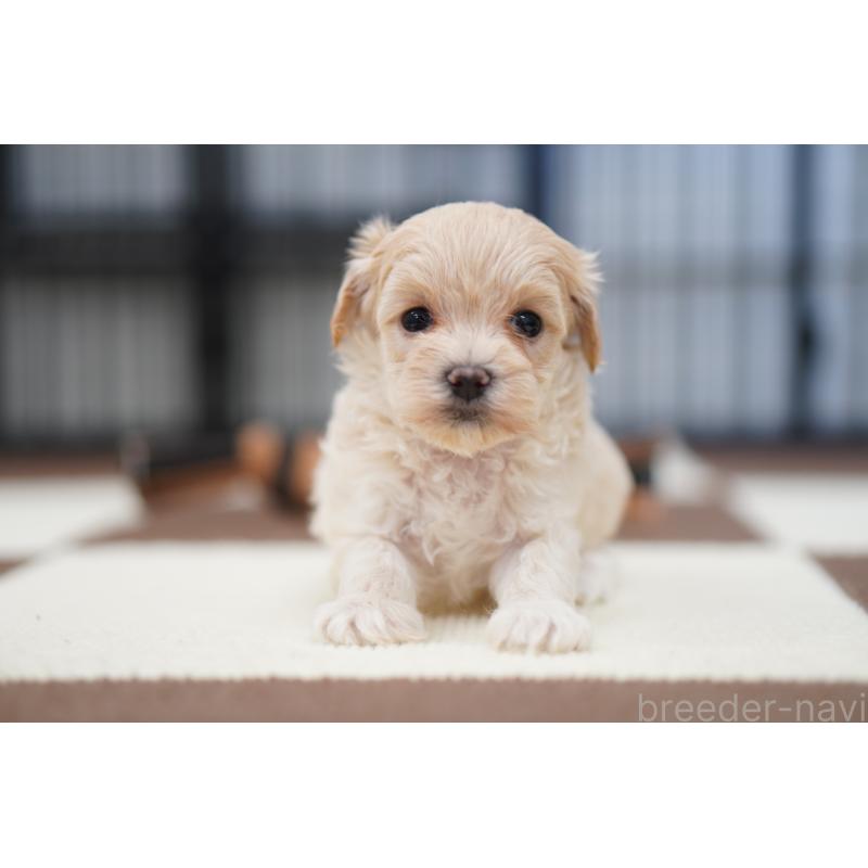 販売中の埼玉県のマルプー:マルチーズ×トイプードル-446200の3枚目