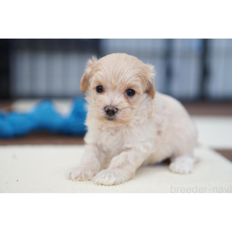 販売中の埼玉県のマルプー:マルチーズ×トイプードル-446200の2枚目