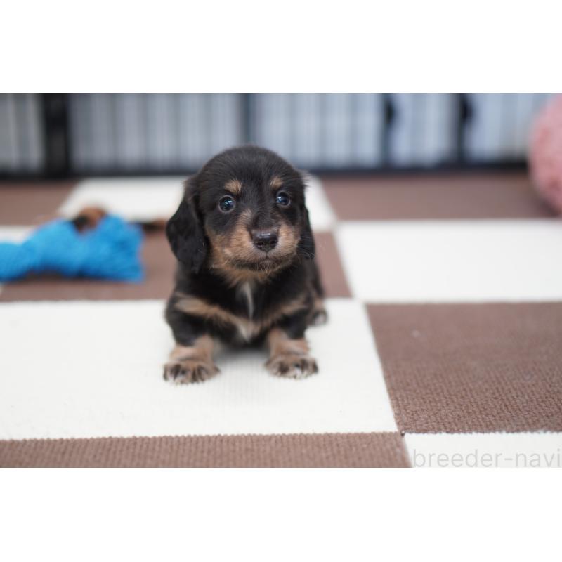 販売中の埼玉県のミニチュアダックスフンド(ロングヘアード)-446201の3枚目