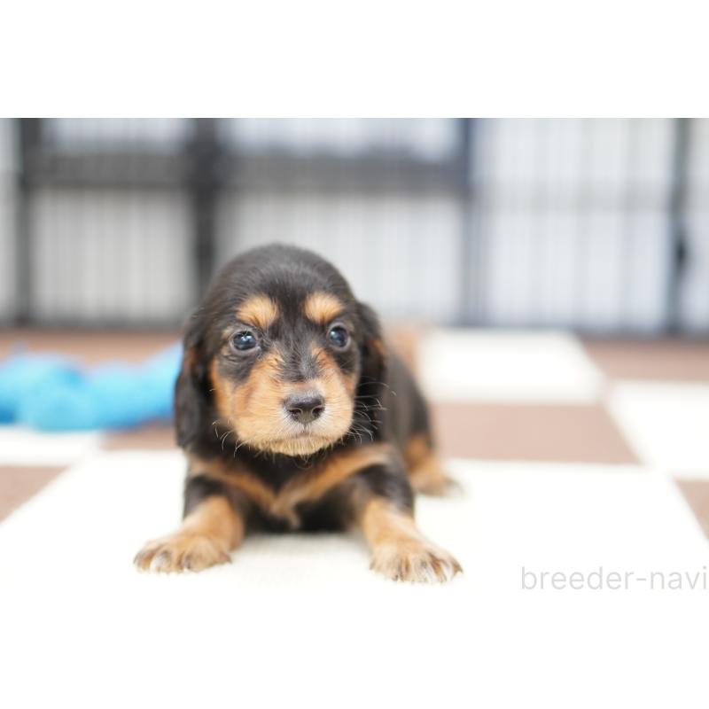 商談中の埼玉県のミニチュアダックスフンド(ロングヘアード)-446202の5枚目