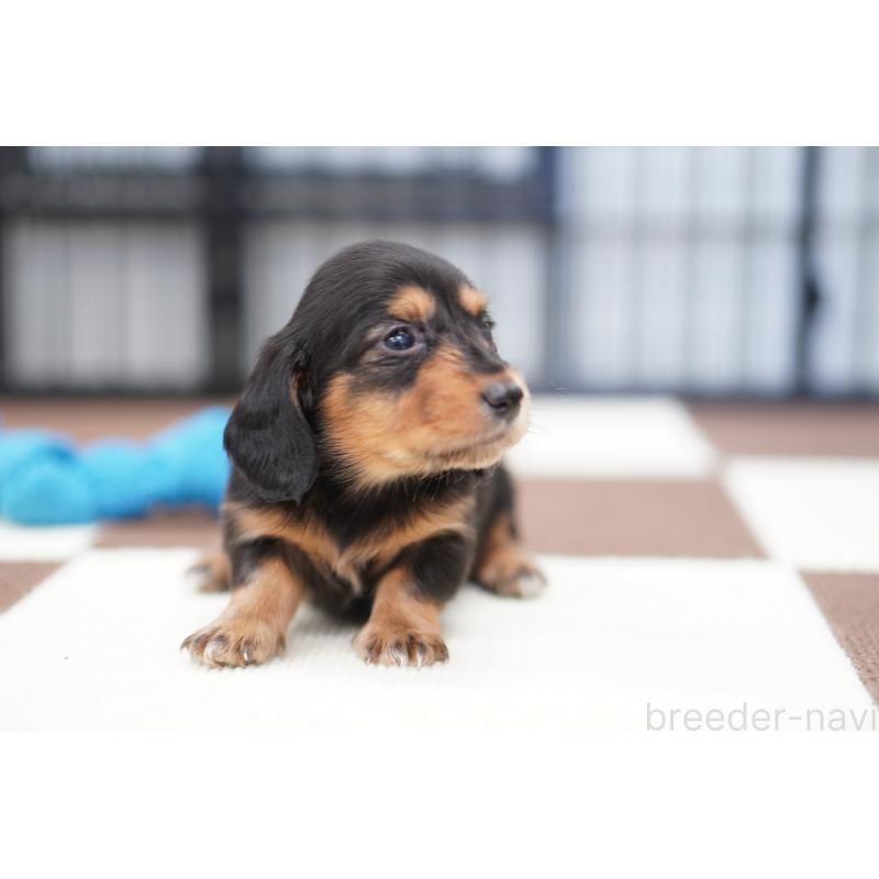 商談中の埼玉県のミニチュアダックスフンド(ロングヘアード)-446202の3枚目