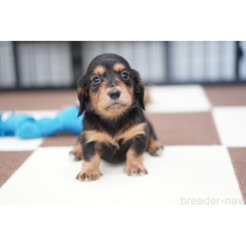 商談中の埼玉県のミニチュアダックスフンド(ロングヘアード)-446202の2枚目