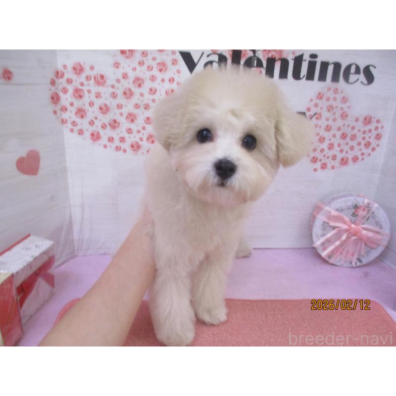 販売中の鳥取県のマルプー:マルチーズ×トイプードル-437660の3枚目