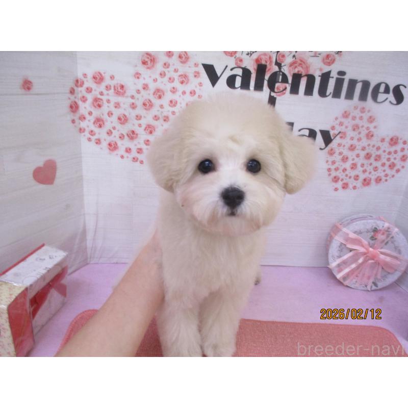 販売中の鳥取県のマルプー:マルチーズ×トイプードル-437660の2枚目