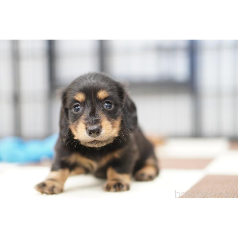 販売中の埼玉県のミニチュアダックスフンド(ロングヘアード)-446203の3枚目