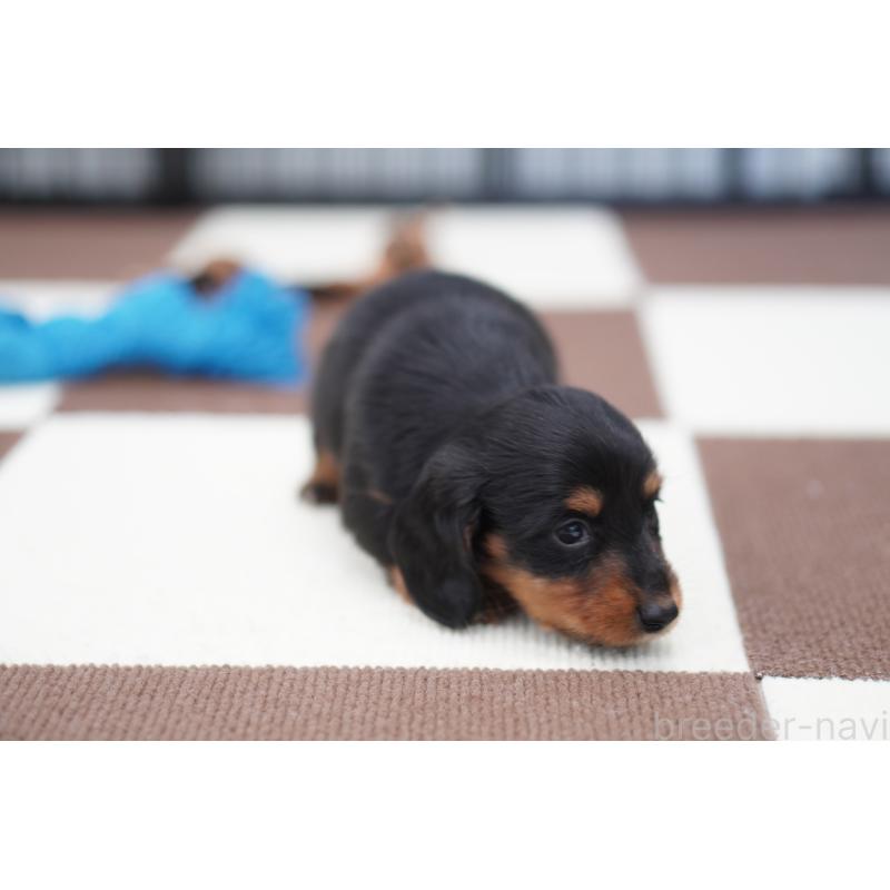 販売中の埼玉県のミニチュアダックスフンド(ロングヘアード)-446204の4枚目