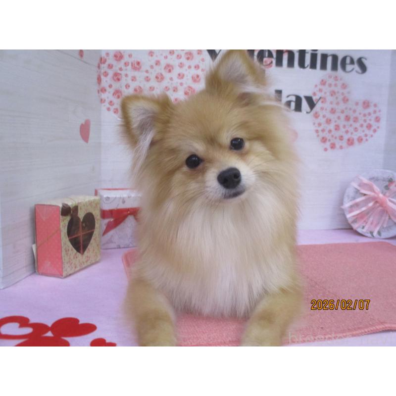 販売中の鳥取県のポメラニアン-408789の2枚目