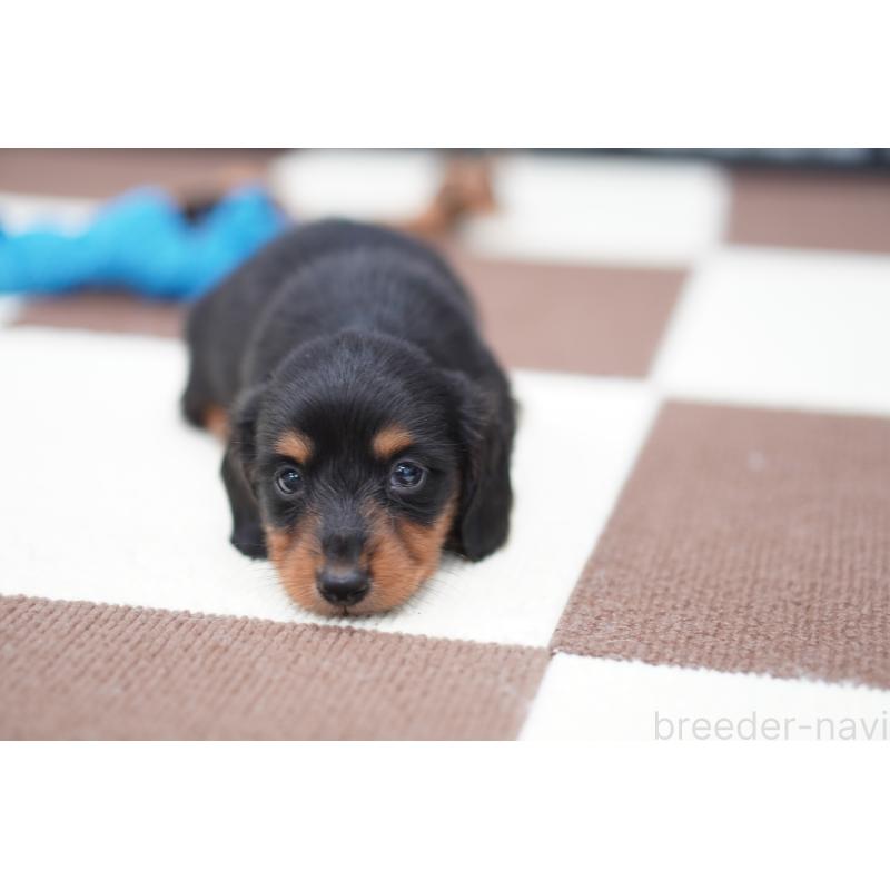 販売中の埼玉県のミニチュアダックスフンド(ロングヘアード)-446204の2枚目