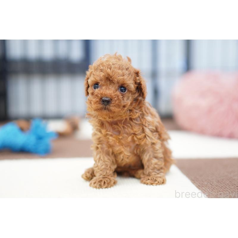 販売中の埼玉県のタイニープードル-446206の2枚目