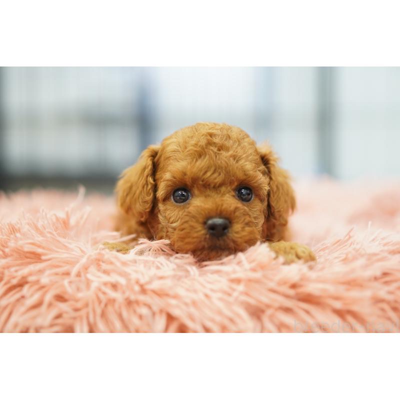 販売中の埼玉県のタイニープードル-446207の8枚目