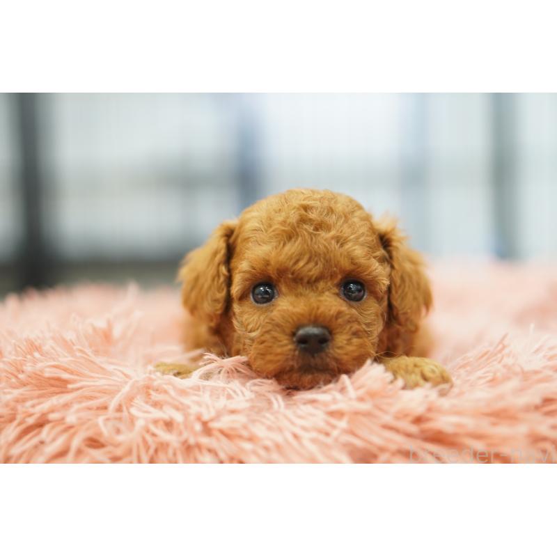 販売中の埼玉県のタイニープードル-446207の6枚目