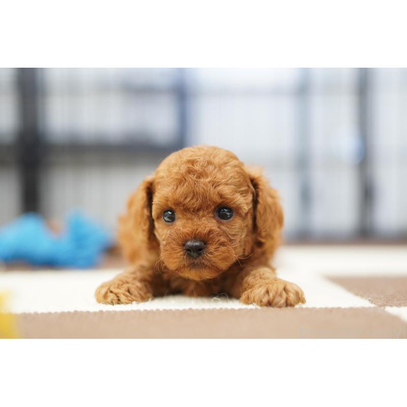 販売中の埼玉県のタイニープードル-446207の5枚目