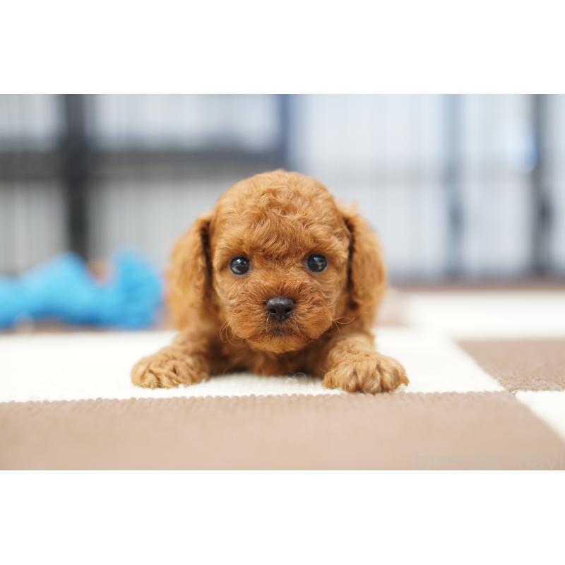 販売中の埼玉県のタイニープードル-446207の4枚目