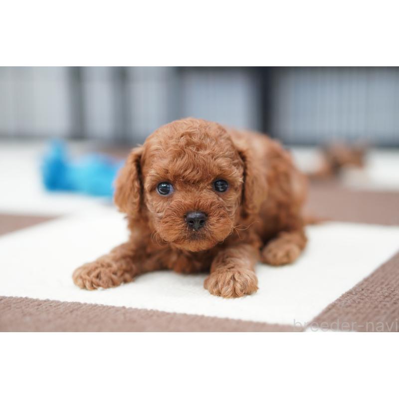 販売中の埼玉県のタイニープードル-446207の3枚目