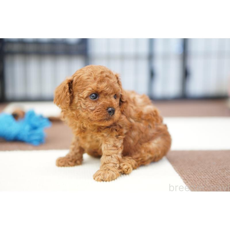 販売中の埼玉県のタイニープードル-446207の2枚目