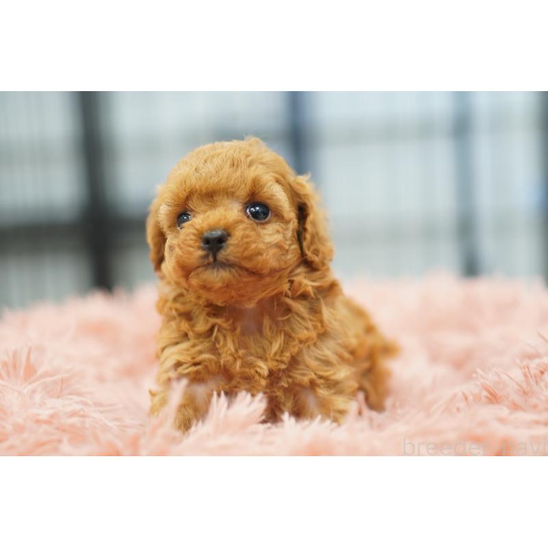 販売中の埼玉県のタイニープードル-446208の4枚目