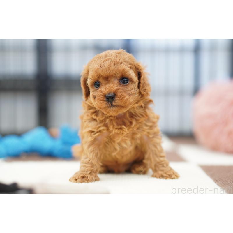 販売中の埼玉県のタイニープードル-446208の3枚目