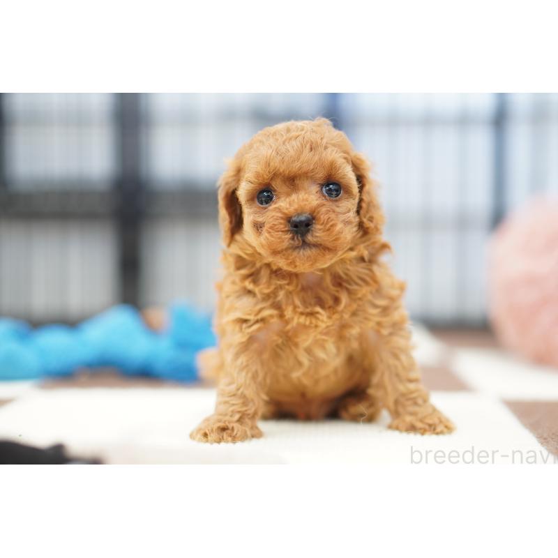 販売中の埼玉県のタイニープードル-446208の2枚目