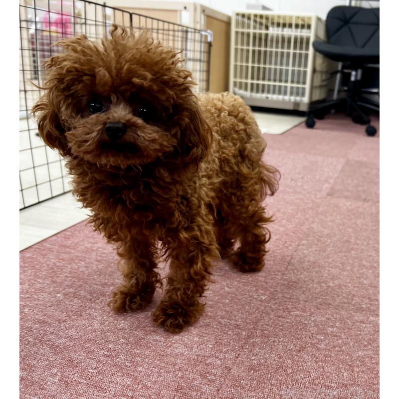 販売中の香川県のティーカッププードル-446209の27枚目