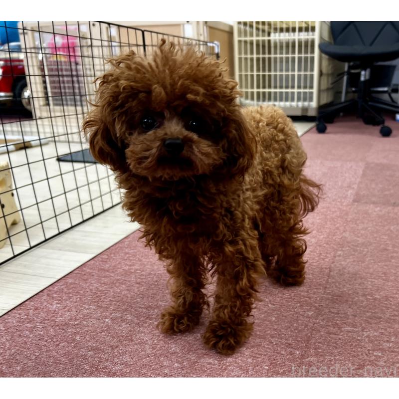 販売中の香川県のティーカッププードル-446209の26枚目
