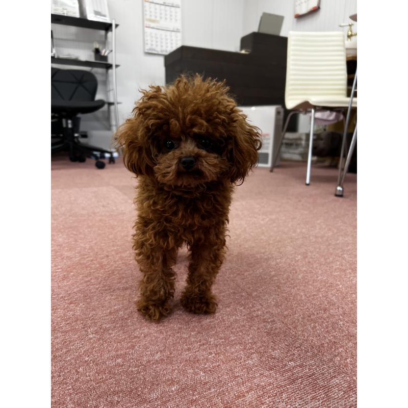 販売中の香川県のティーカッププードル-446209の25枚目