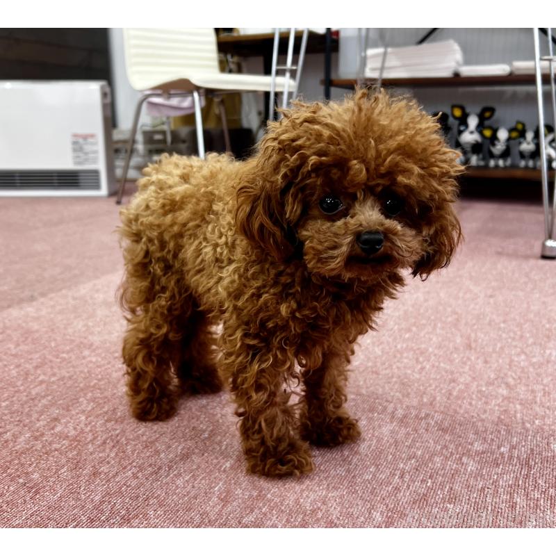 販売中の香川県のティーカッププードル-446209の24枚目