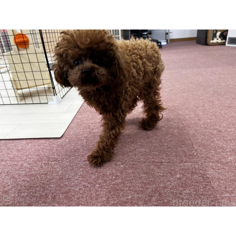 販売中の香川県のティーカッププードル-446209の23枚目