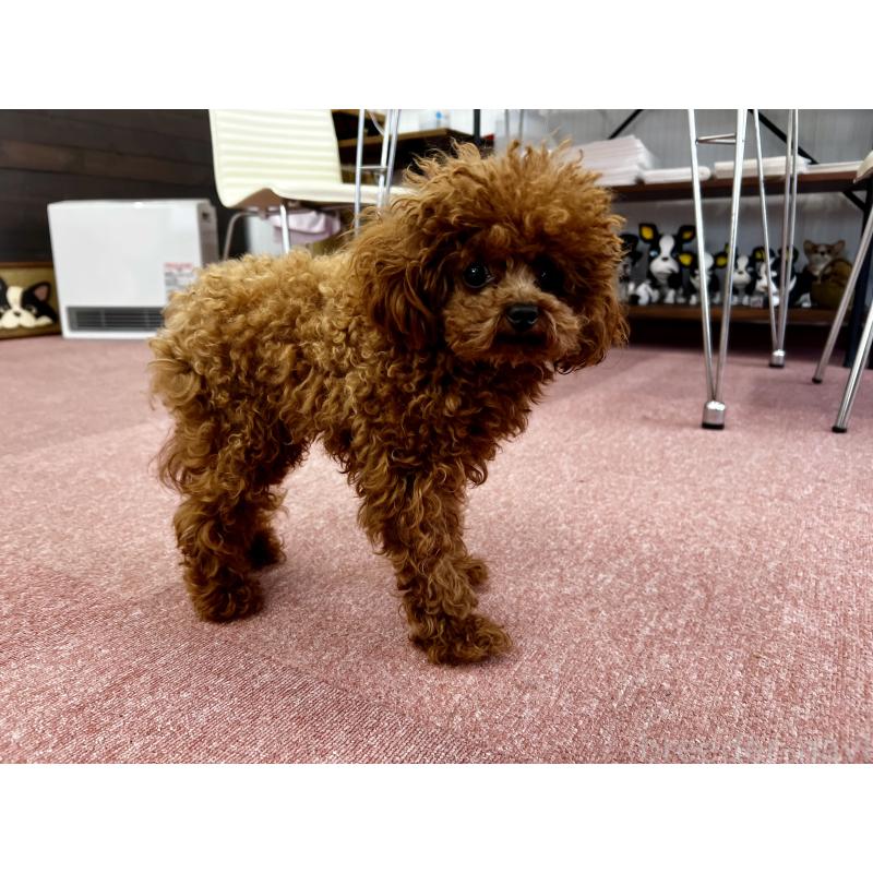 販売中の香川県のティーカッププードル-446209の22枚目