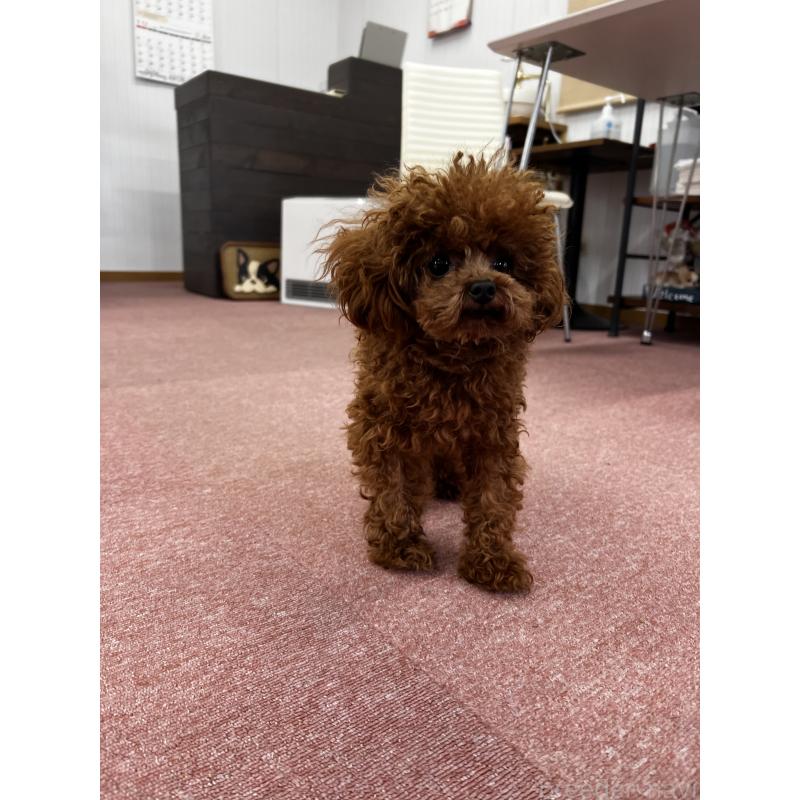 販売中の香川県のティーカッププードル-446209の21枚目