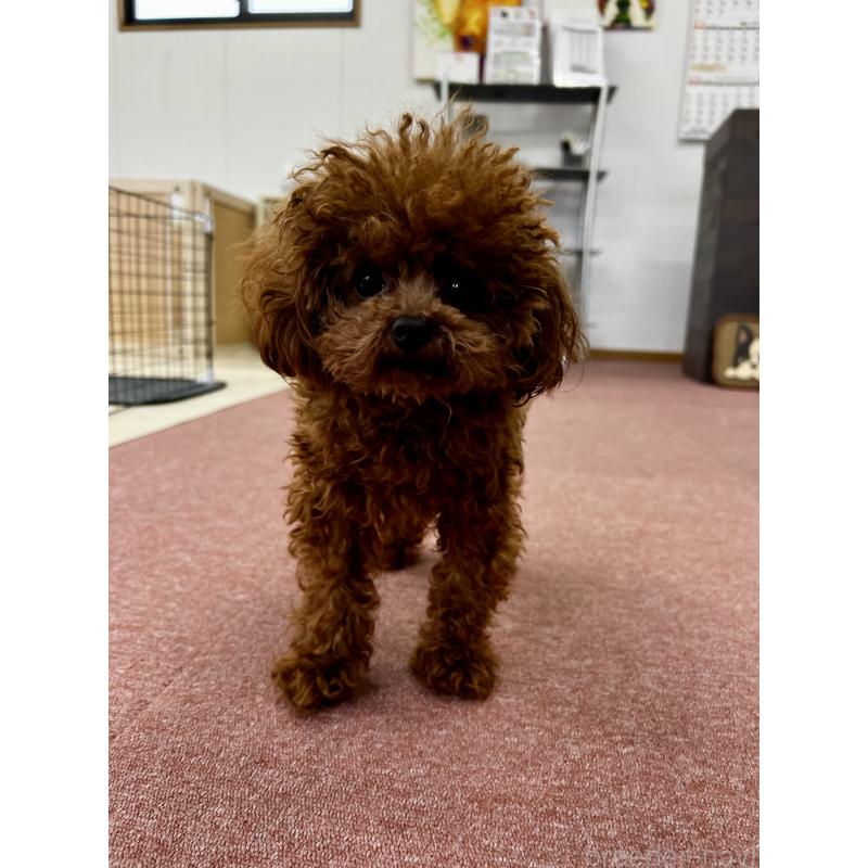 販売中の香川県のティーカッププードル-446209の20枚目