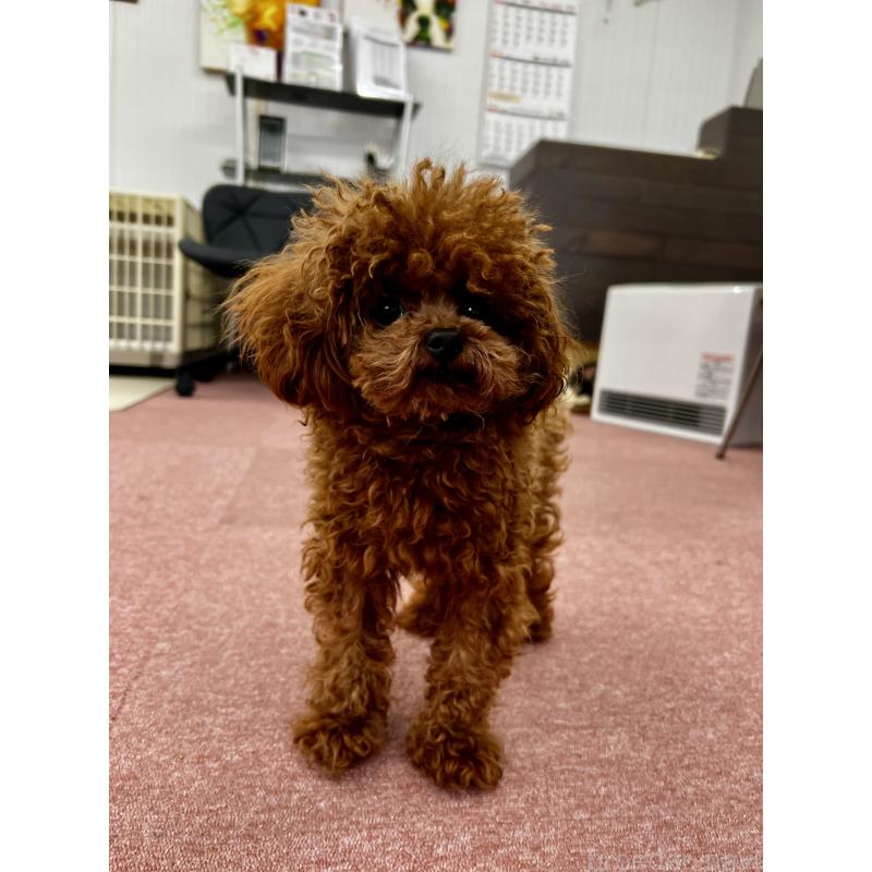 販売中の香川県のティーカッププードル-446209の19枚目