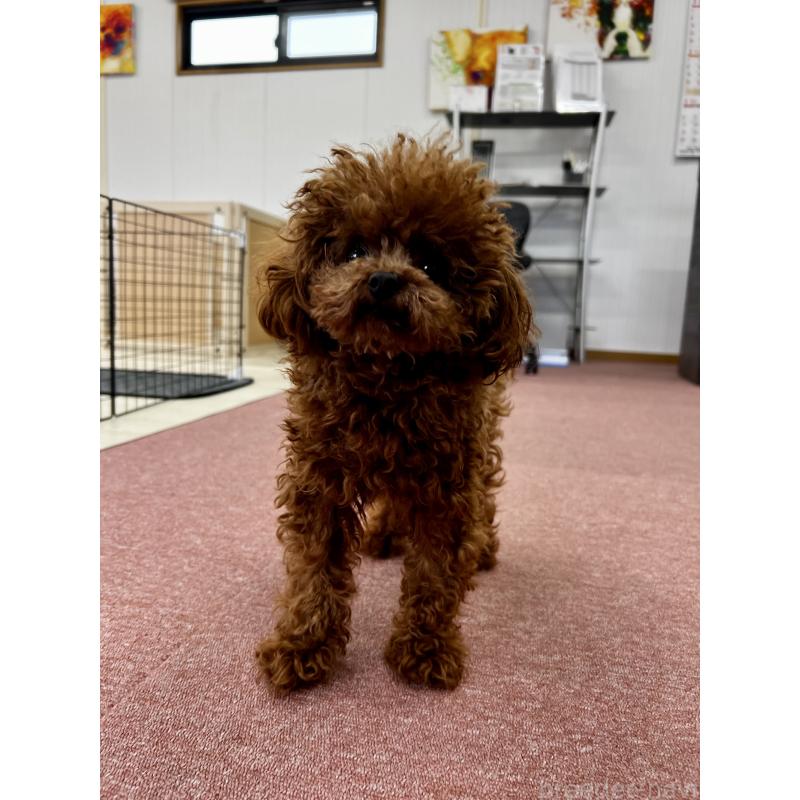 販売中の香川県のティーカッププードル-446209の18枚目