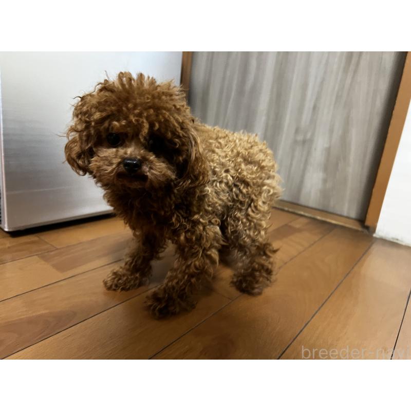 販売中の香川県のティーカッププードル-446209の17枚目