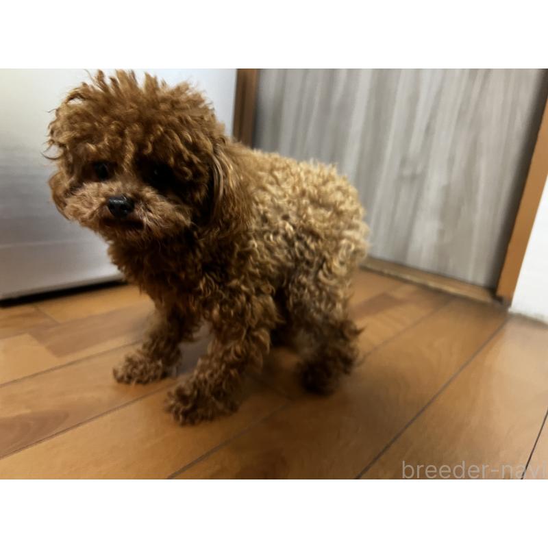 販売中の香川県のティーカッププードル-446209の16枚目