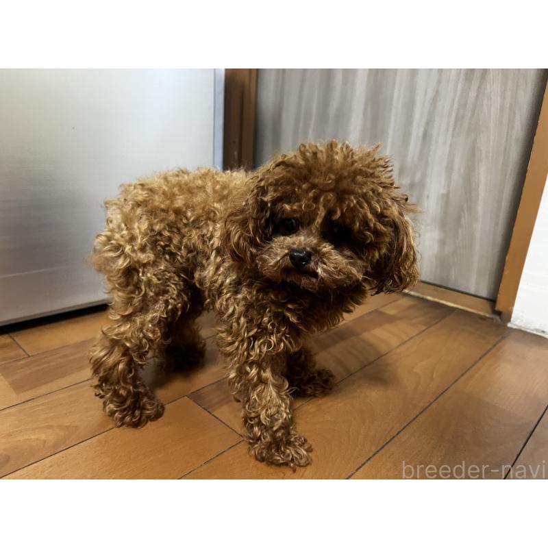 販売中の香川県のティーカッププードル-446209の15枚目