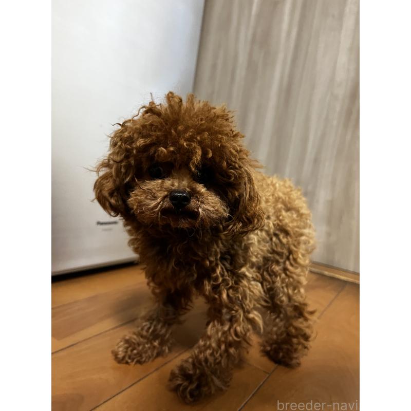 販売中の香川県のティーカッププードル-446209の14枚目