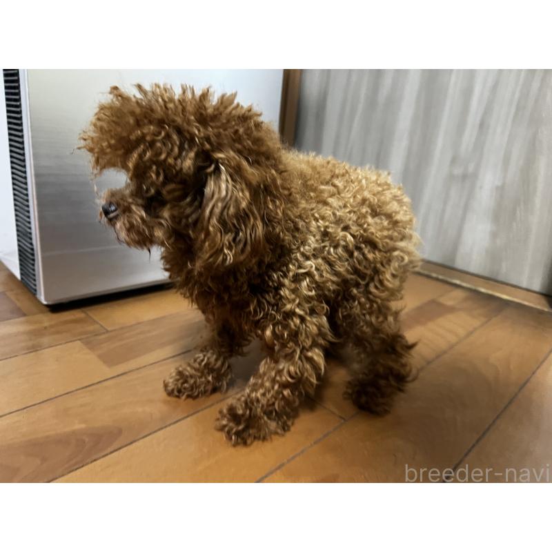 販売中の香川県のティーカッププードル-446209の13枚目