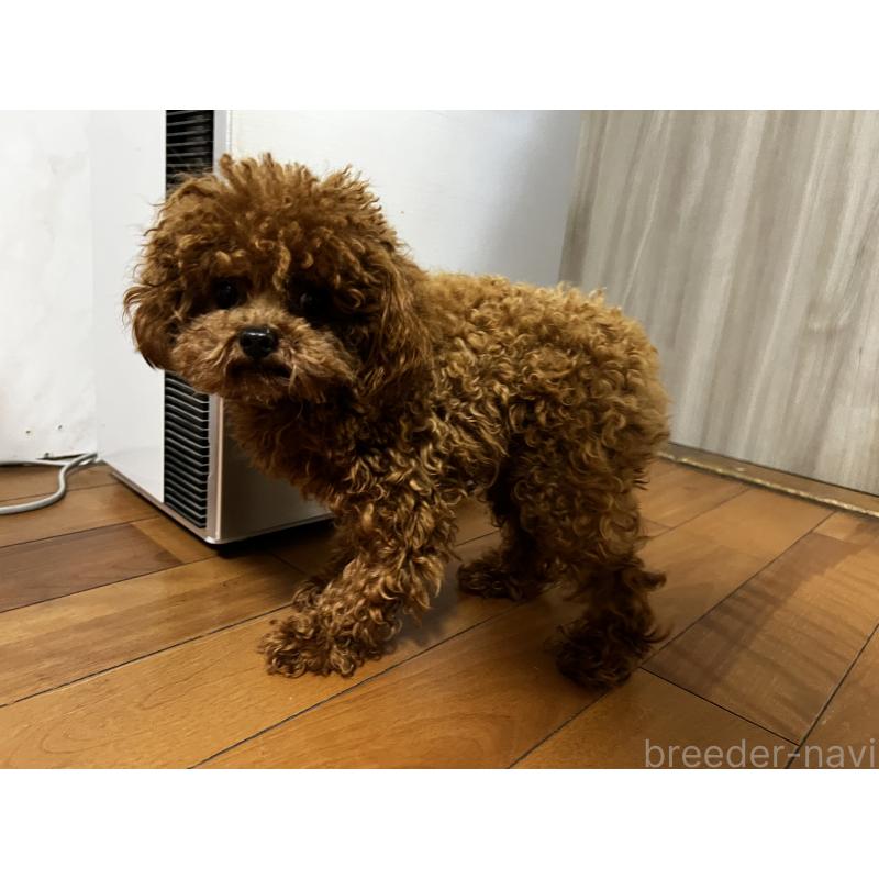 販売中の香川県のティーカッププードル-446209の10枚目